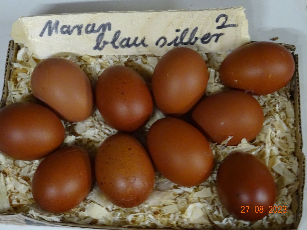 Maran blau silber Bruteier, 27.08.2023