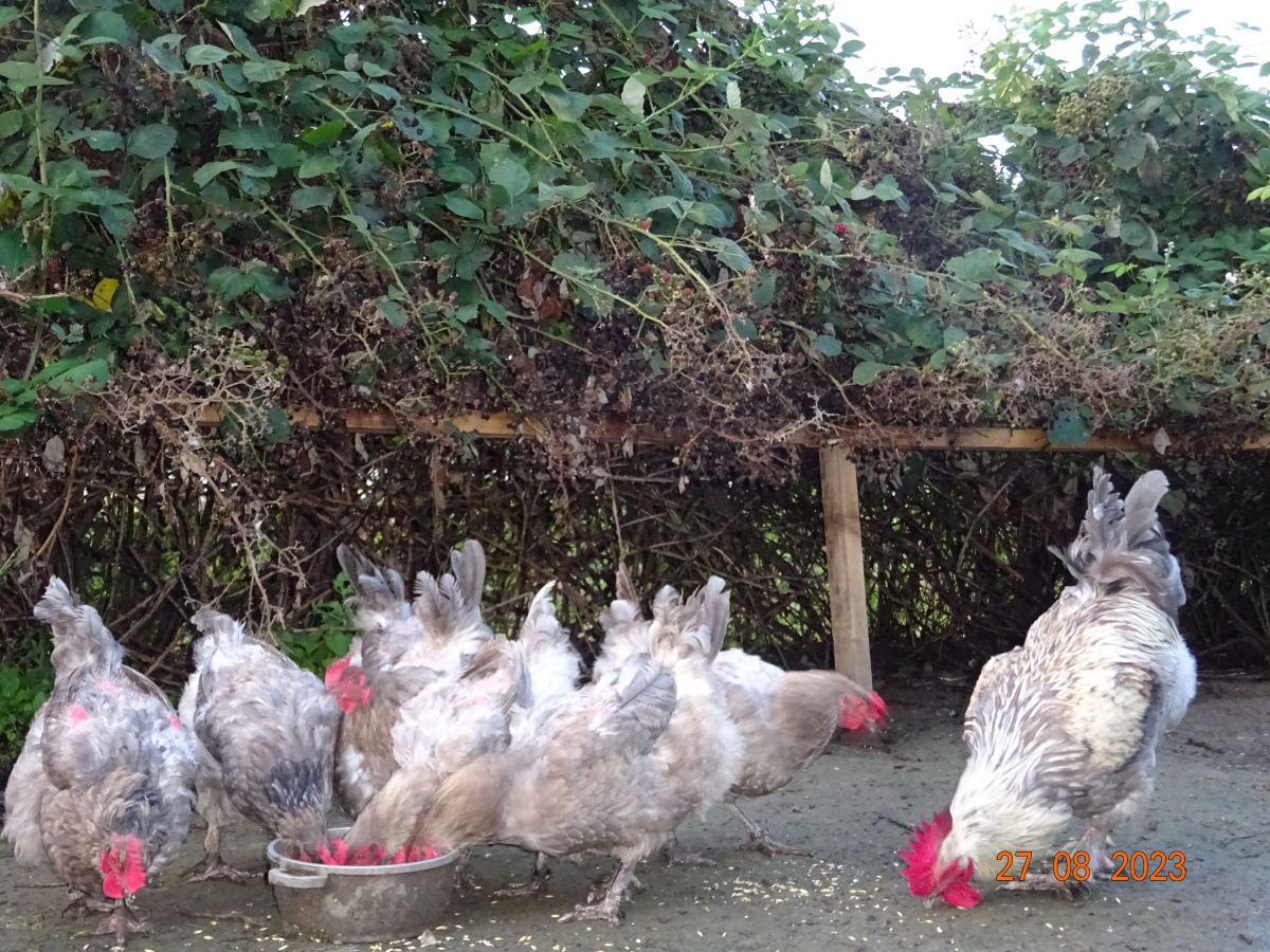 Maran blau silber, 27.08.2023