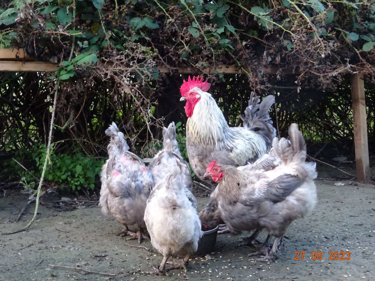 Maran blau silber, 27.08.2023