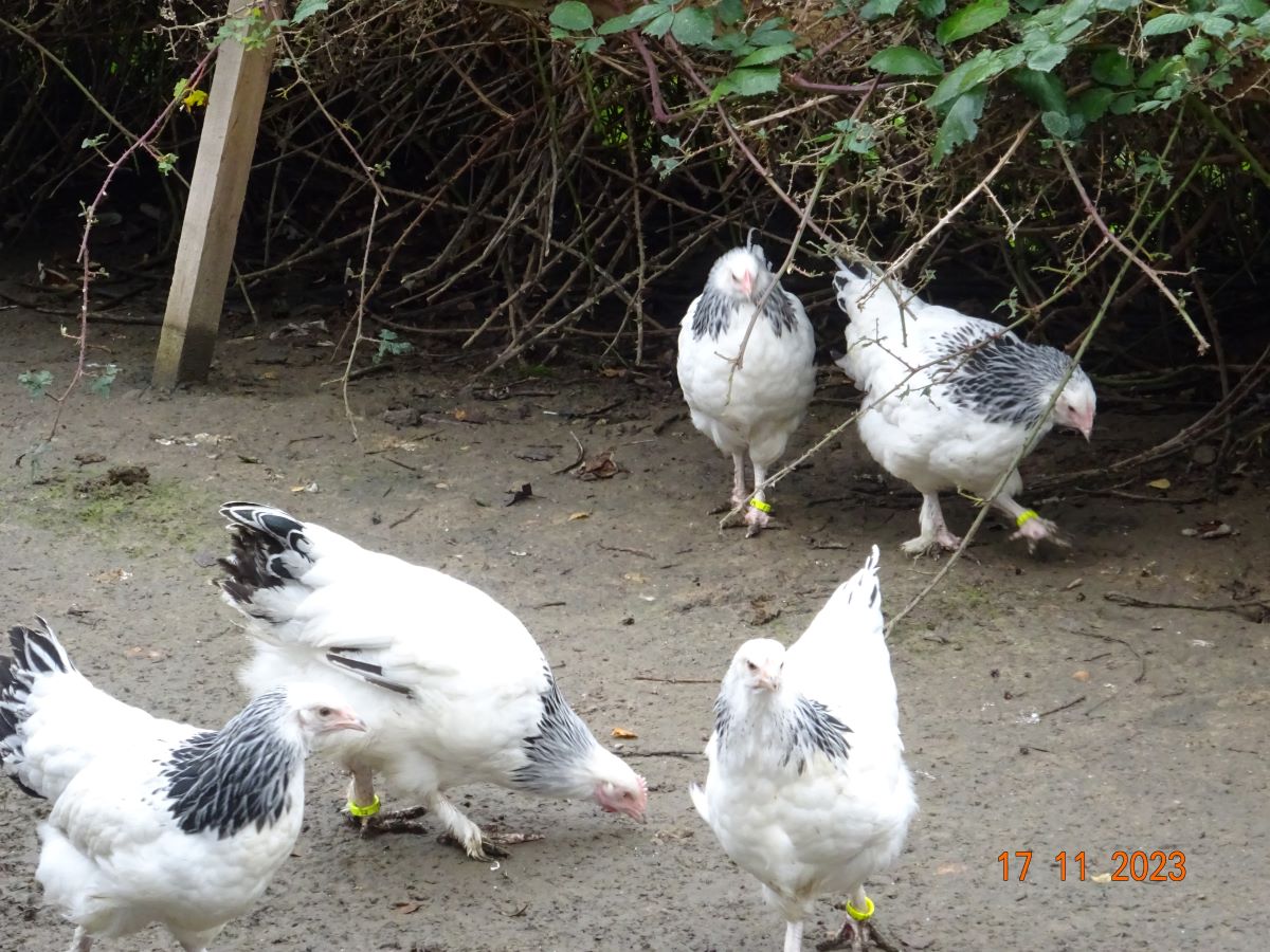 Sundheimer Jungh&auml;hne & Henne, 17.11.2023