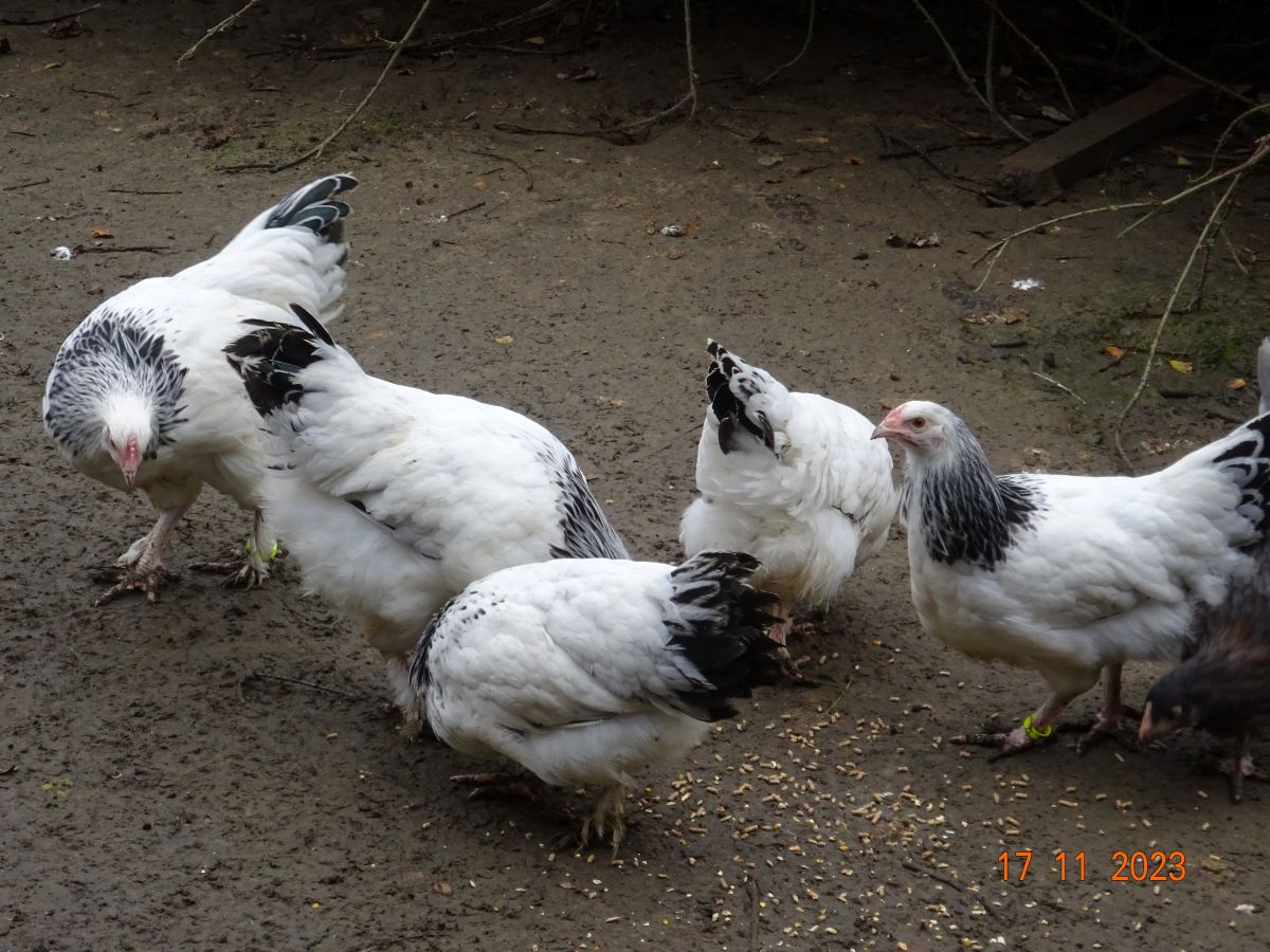 Sundheimer Jungh&auml;hne & Henne, 17.11.2023