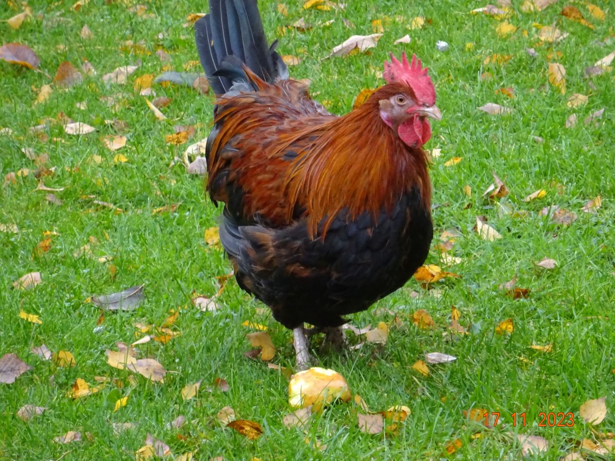 Dorking goldhalsig Junghahn, 17.11.2023