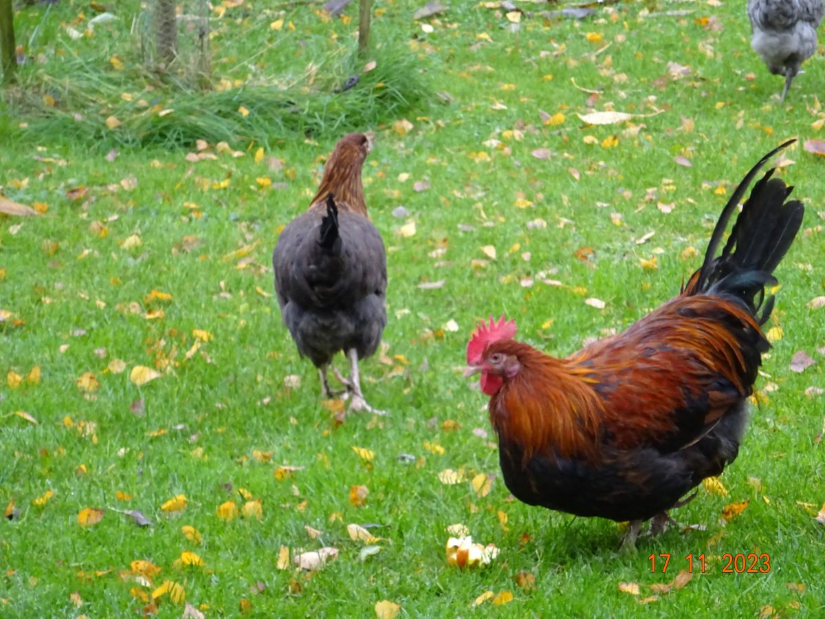 Dorking goldhalsig Junghahn & Henne, 17.11.2023