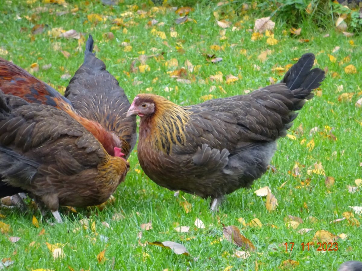 Dorking goldhalsig Junghenne, 17.11.2023