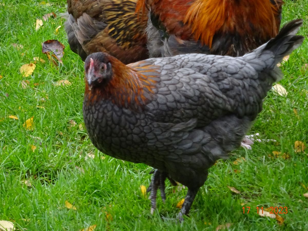 Maran blau kupfer Junghenne, 17.11.2023