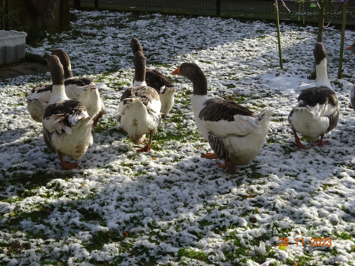 Pommerng&auml;nse, 28.11.2023