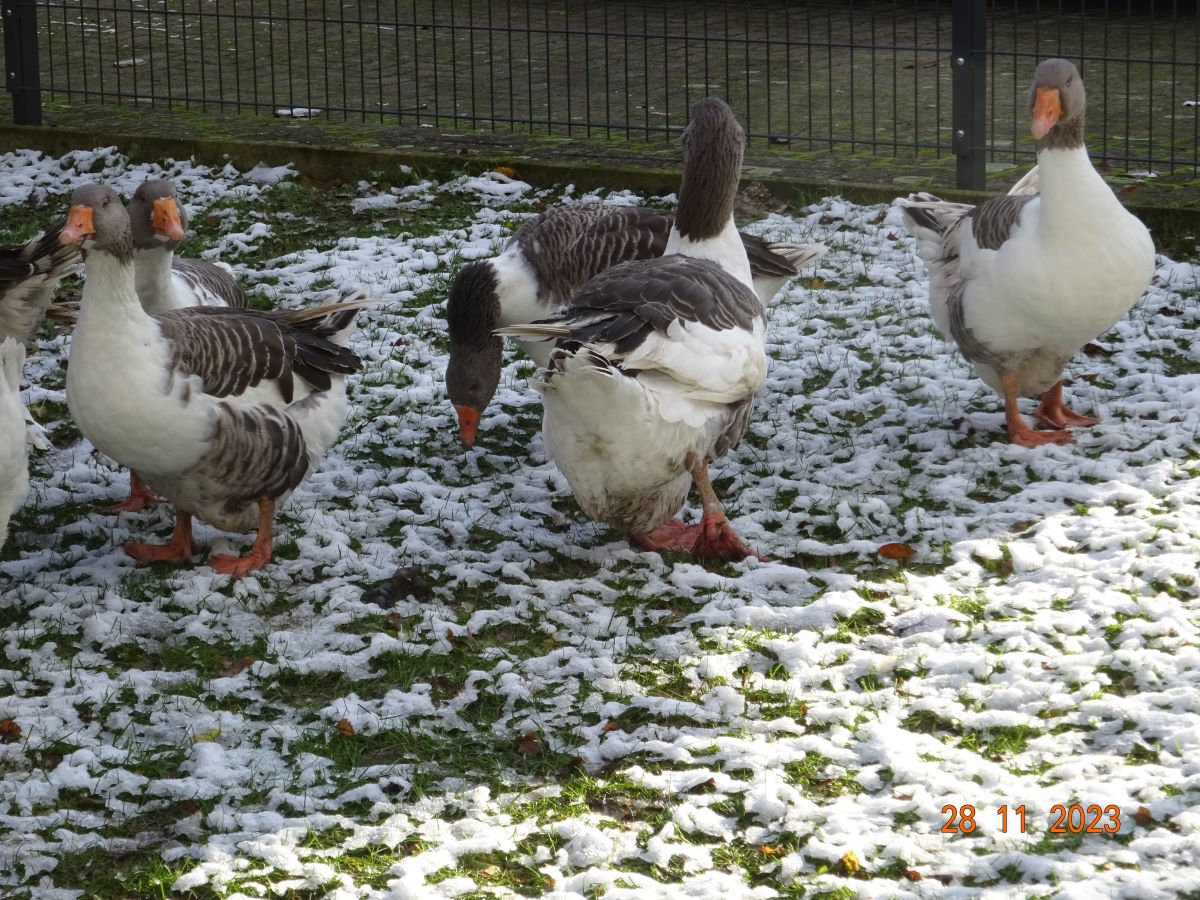 Pommerng&auml;nse, 28.11.2023