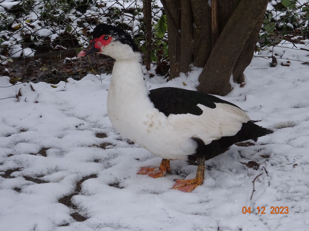 Warzenenten Erpel, Dezember2023