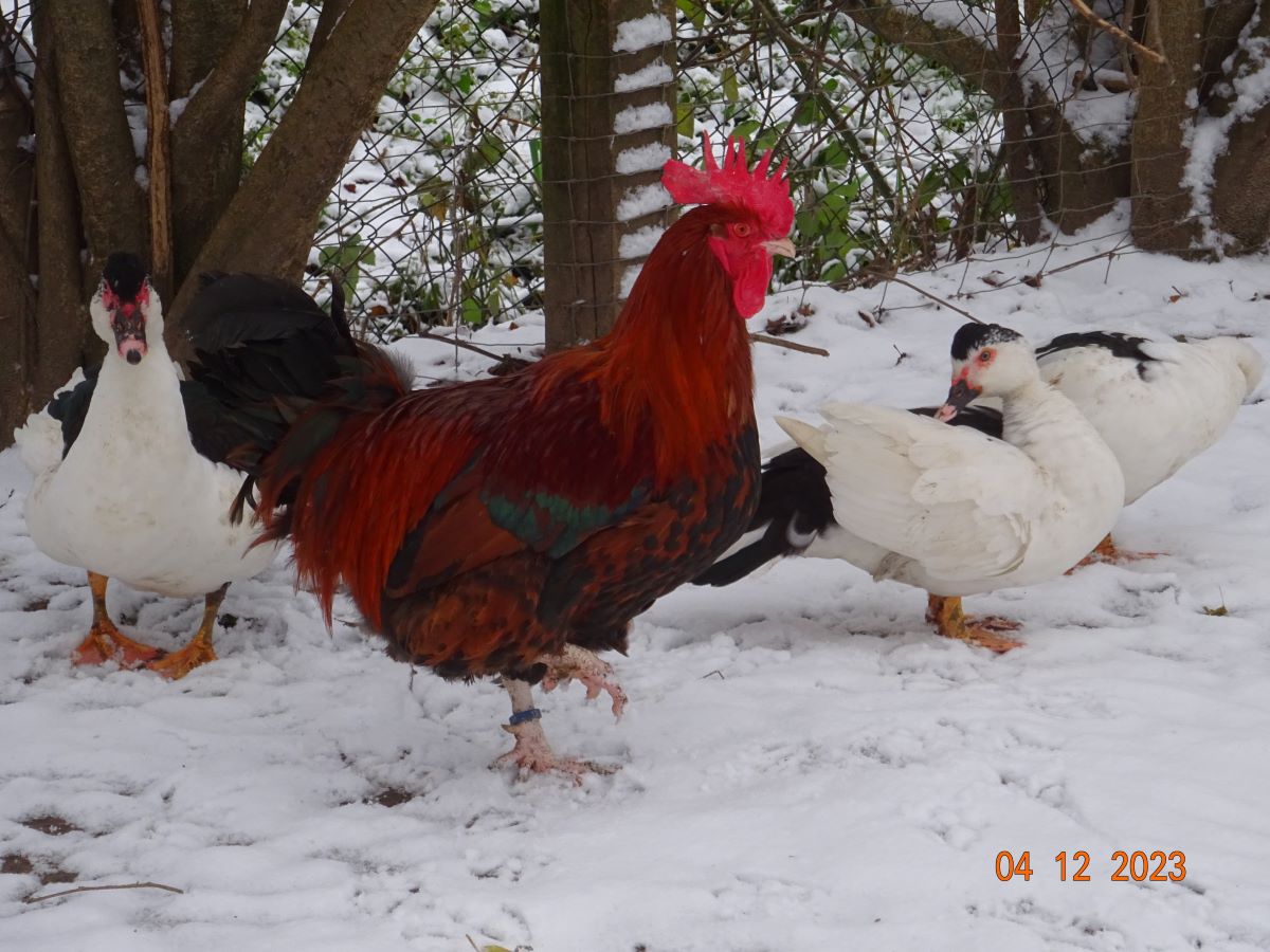 Dorking goldhalsig Zuchthahn, 04.12.2023