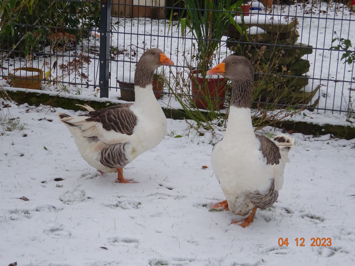 Pommerng&auml;nse P&auml;rchen 2, 04.12.2023