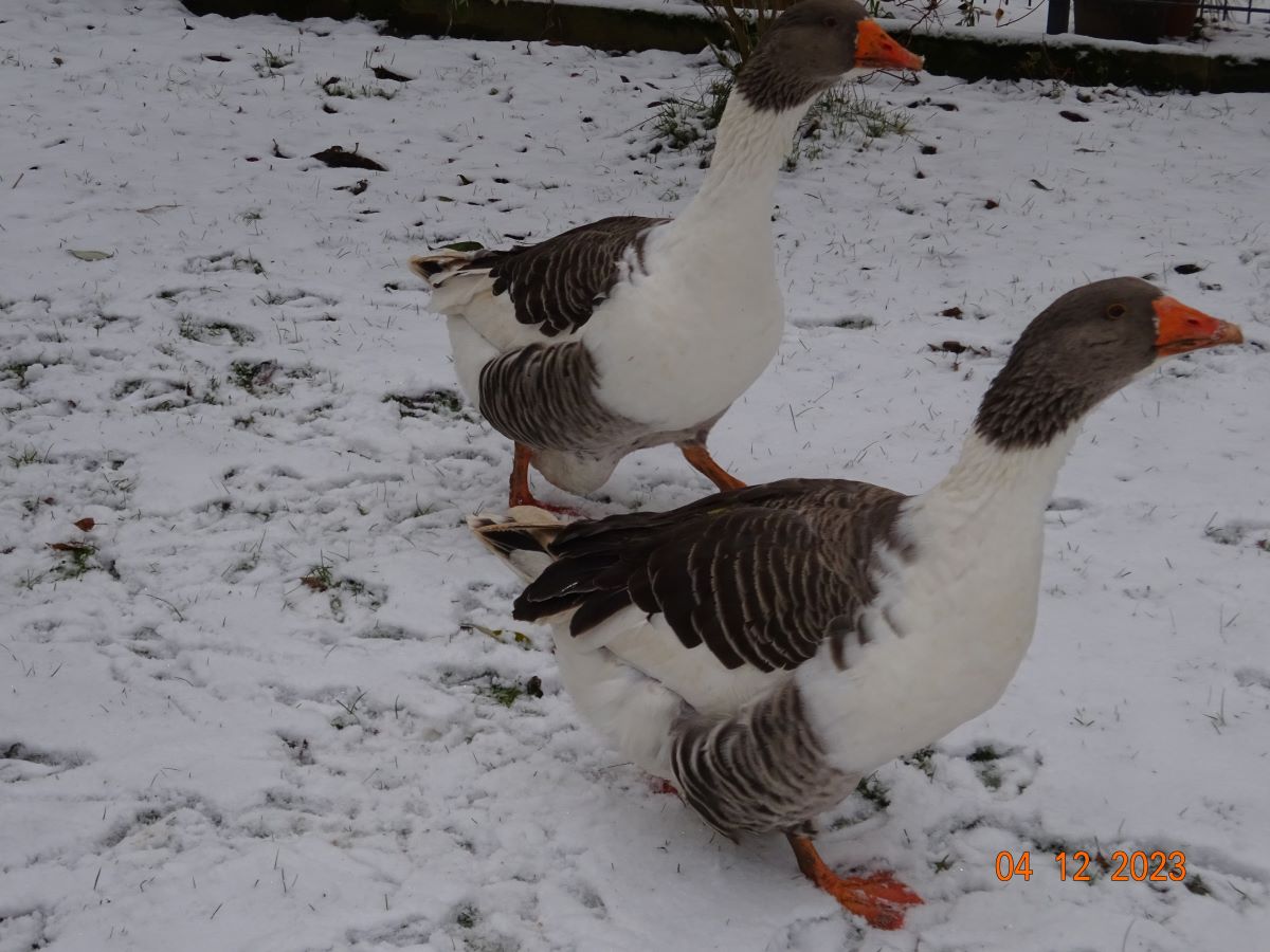 Pommerng&auml;nse P&auml;rchen 3, 04.12.2023