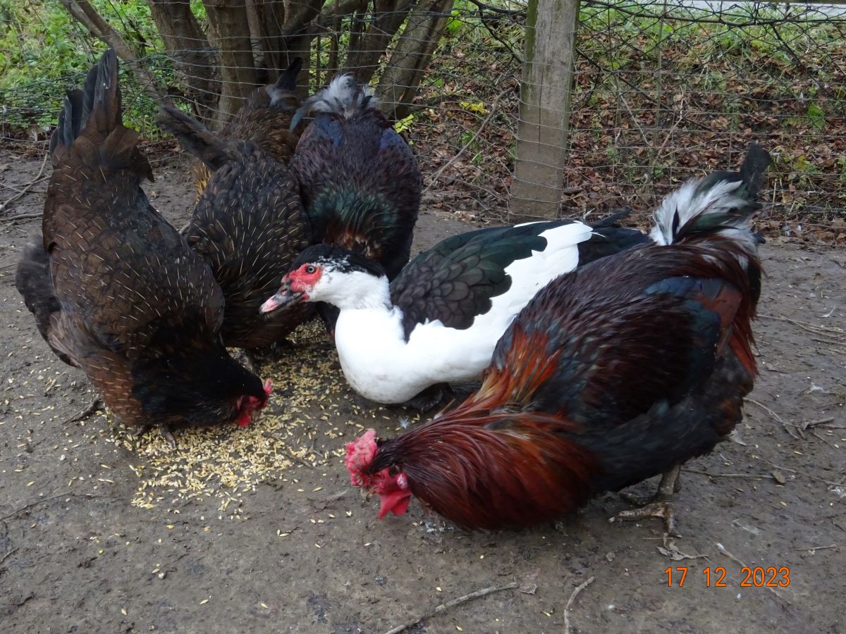 Dorking gold-wildfarbig mit Rosenkamm & gescheckter Warzenenten Erpel, Dezember 2023