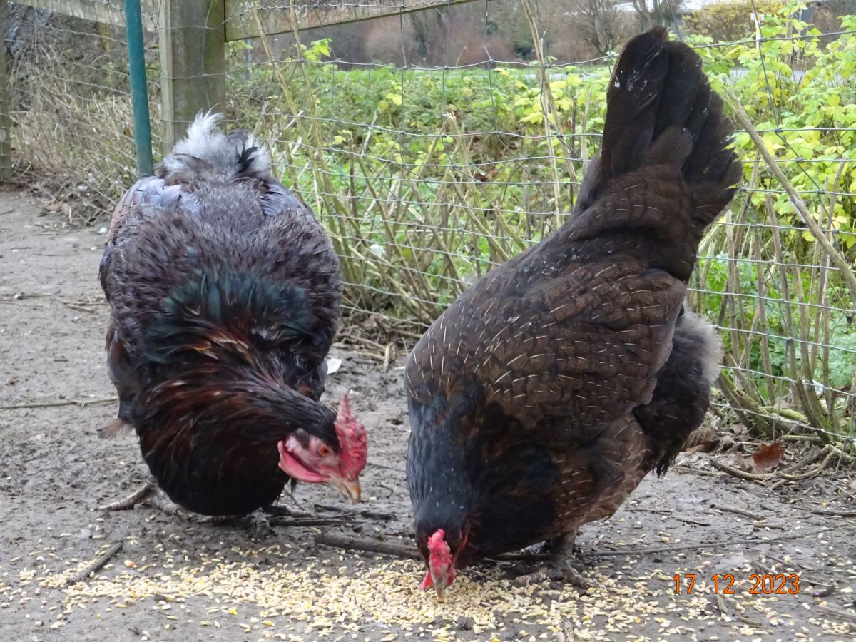 Dorking gold-wildfarbig mit Rosenkamm, Dezember 2023