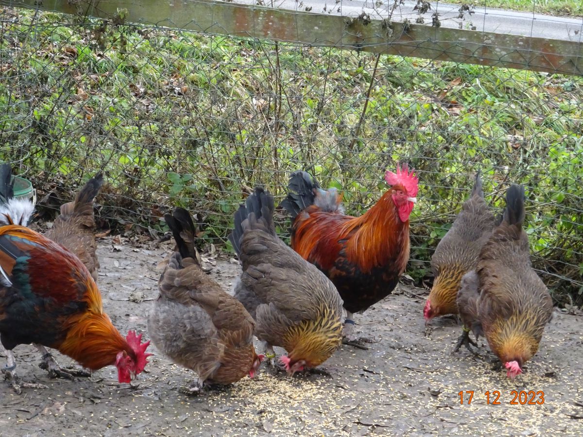 Dorking goldhalsig, Dezember 2023