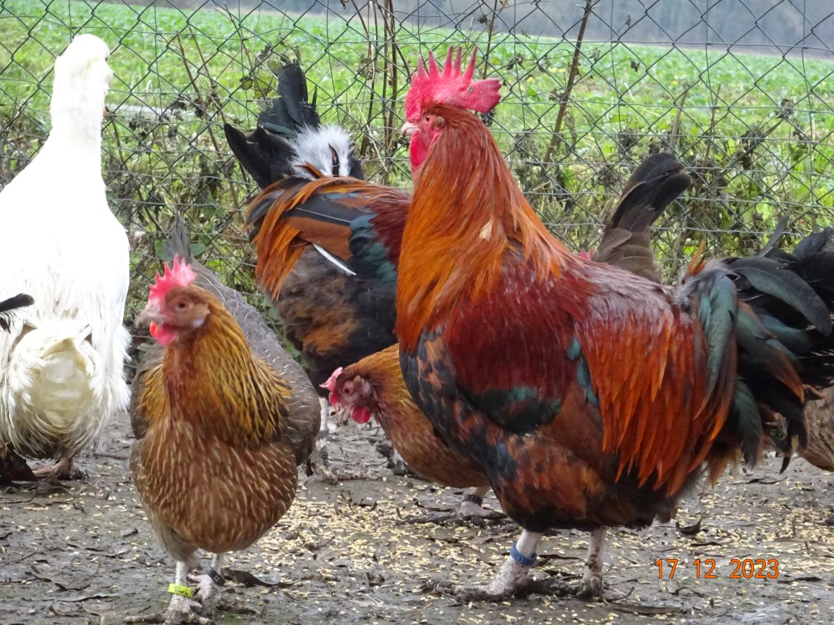 Dorking goldhalsig, Dezember 2023