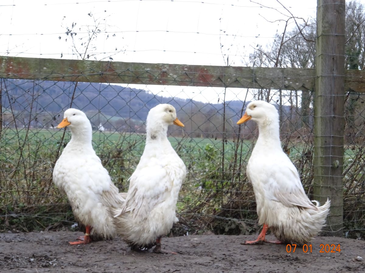 Deutsche Pekingenten Zuchtstamm 2, Januar 2024
