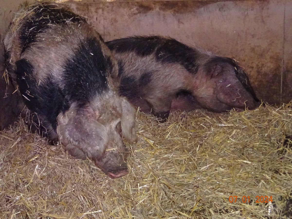 Bunte Bentheimer, Januar 2024