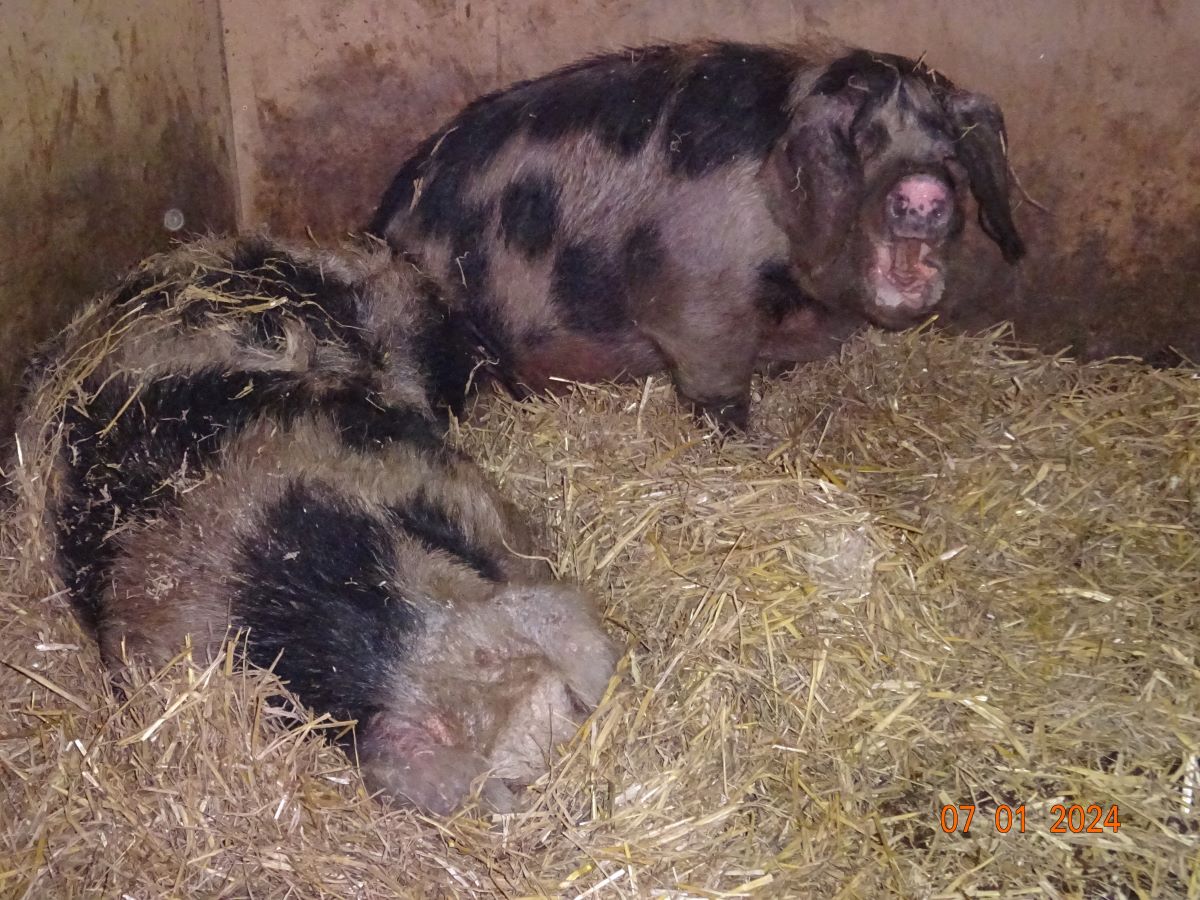 Bunte Bentheimer, Januar 2024