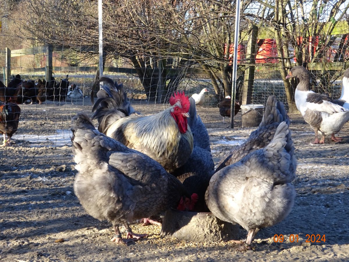 Maran blau silber, Januar 2024