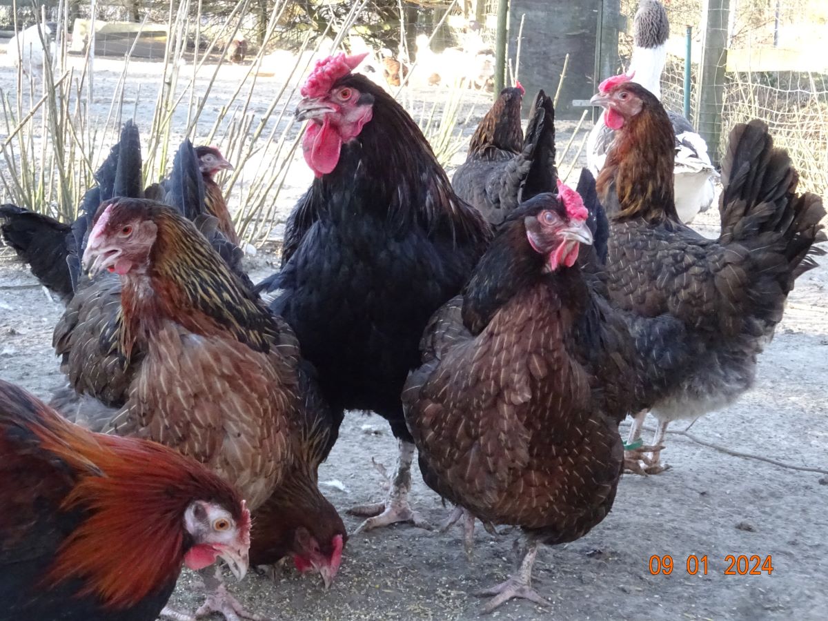 Dorking gold wildfarbig mit Rosenkamm, Januar 2024