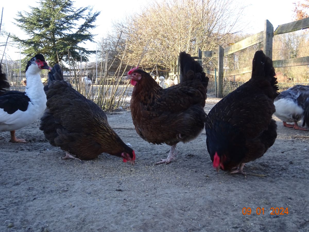 Dorking gold wildfarbig mit Rosenkamm, Januar 2024