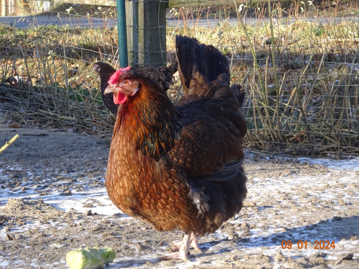 Dorking gold wildfarbig mit Rosenkamm, Januar 2024