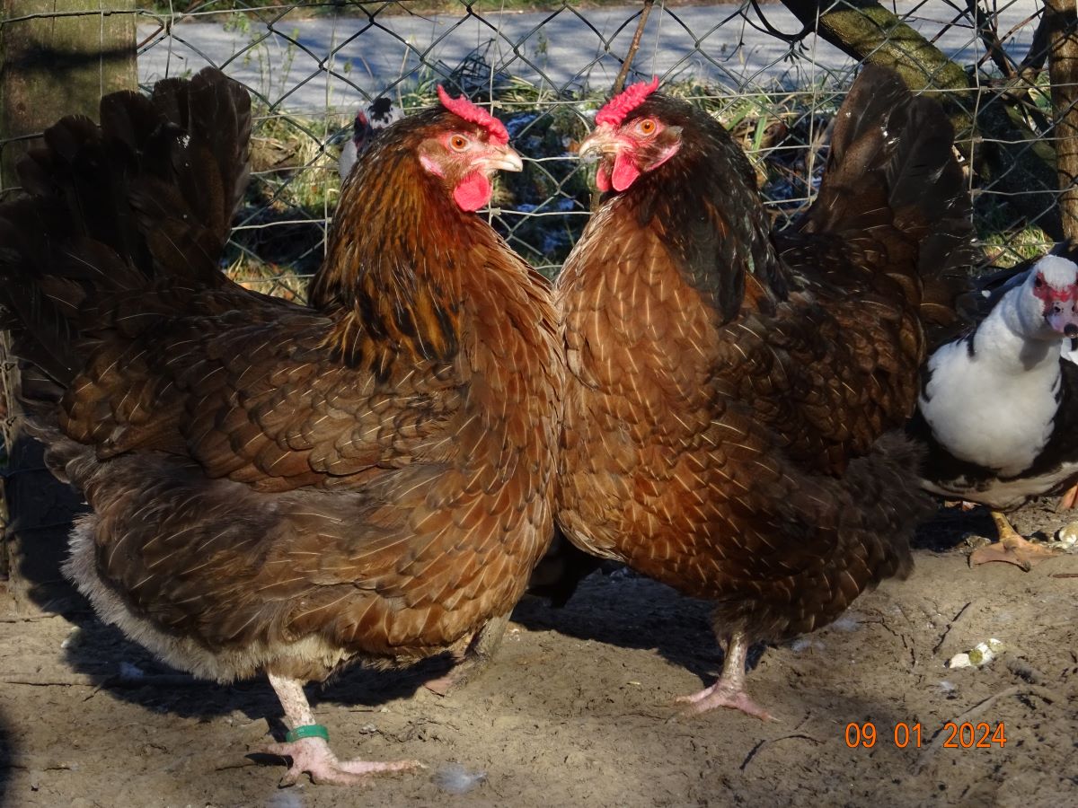 Dorking gold wildfarbig mit Rosenkamm, Januar 2024