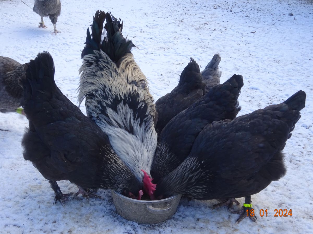 Maran schwarz silber Junghahn & Junghennen, Januar 2024