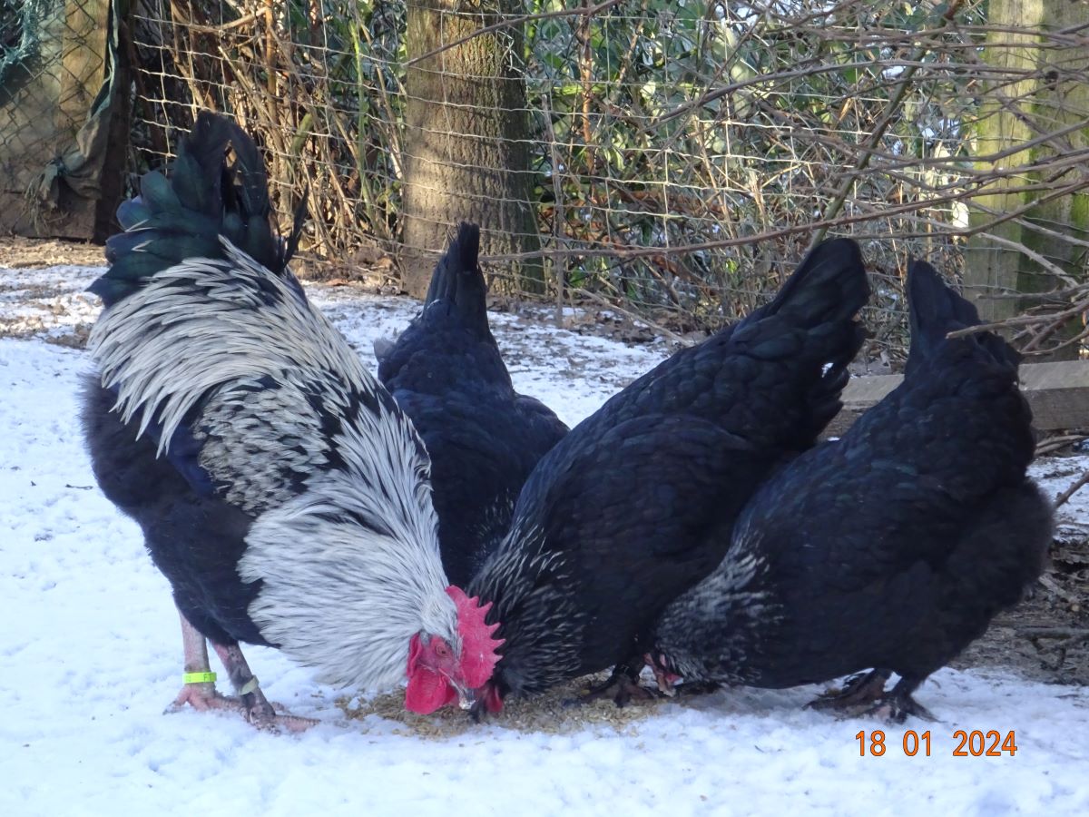 Maran schwarz silber Junghahn & Junghennen, Januar 2024