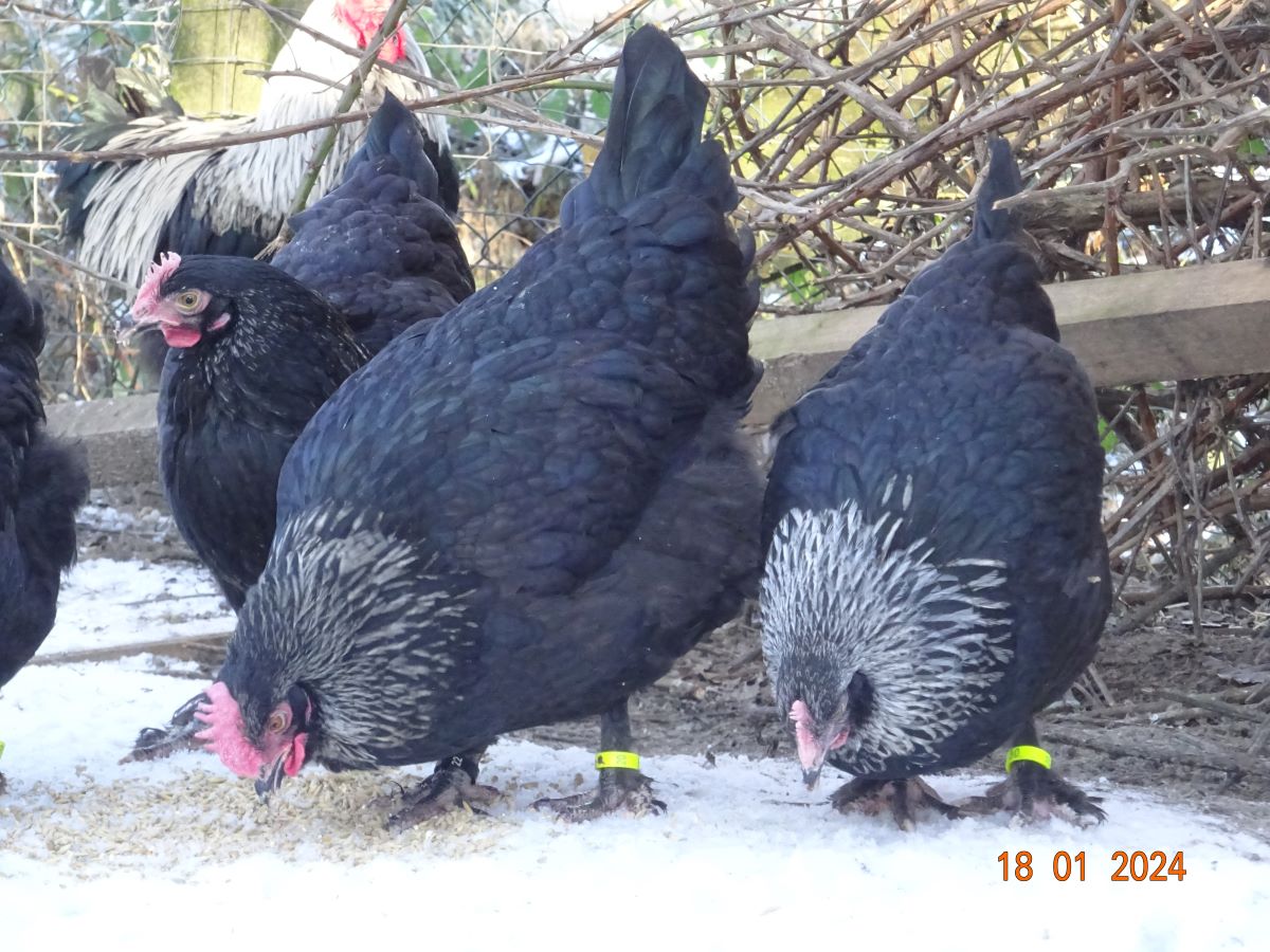 Maran schwarz silber Junghahn & Junghennen, Januar 2024