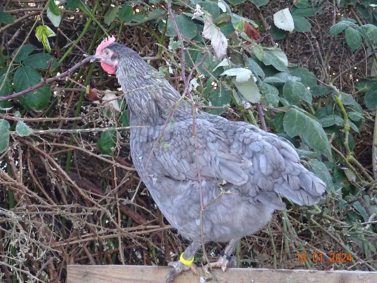 Maran blau silber Junghenne, Januar 2024