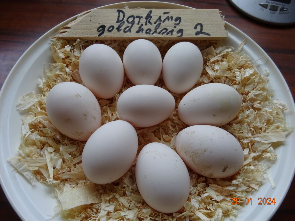 Dorking goldhalsig Bruteier, 20.01.2024