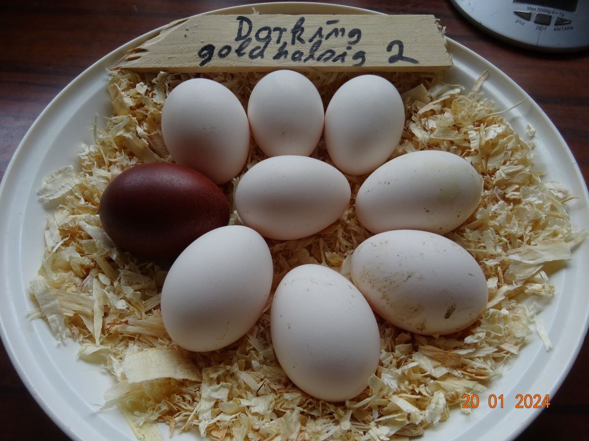 Dorking goldhalsig Bruteier mit einem Maran Brutei aus Selektionszucht, Januar 2024