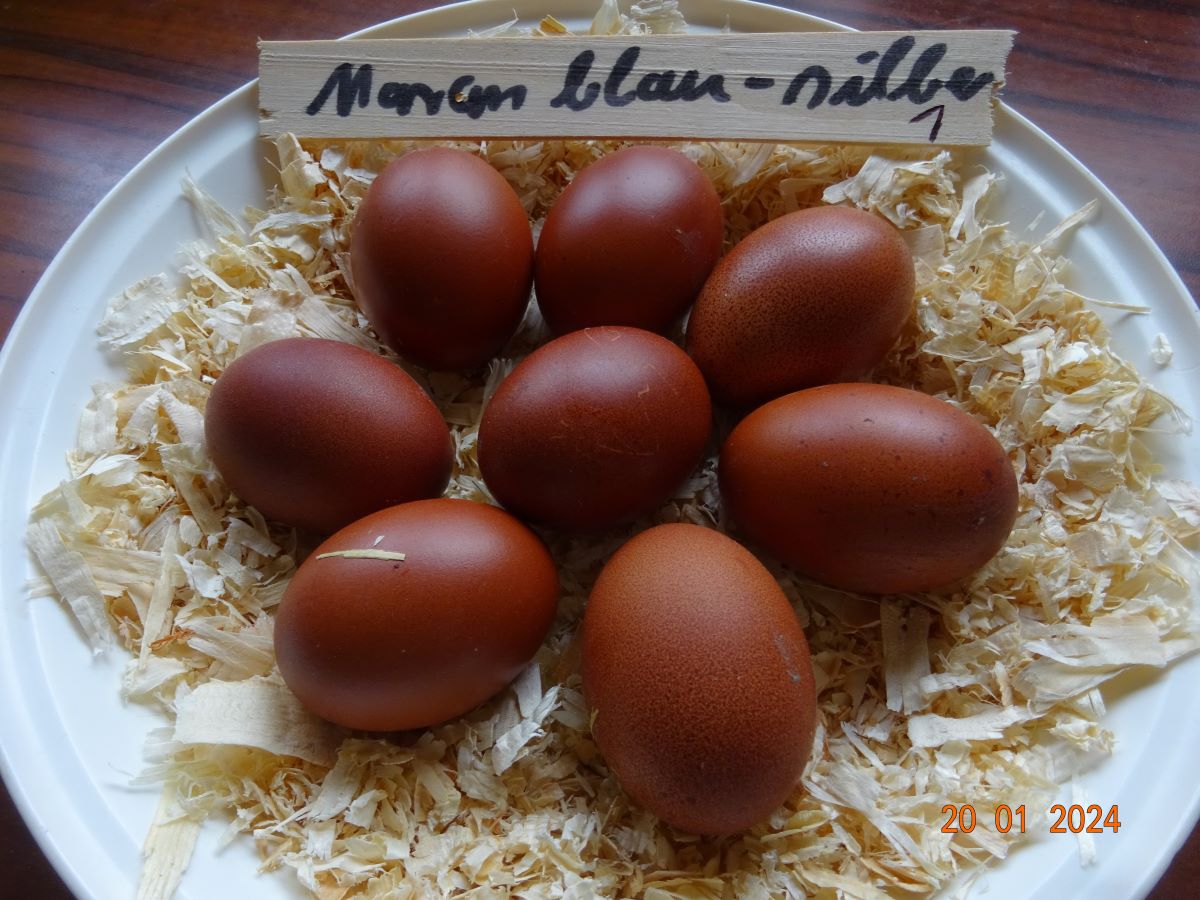 Maran blau silber Bruteier, Januar 2024