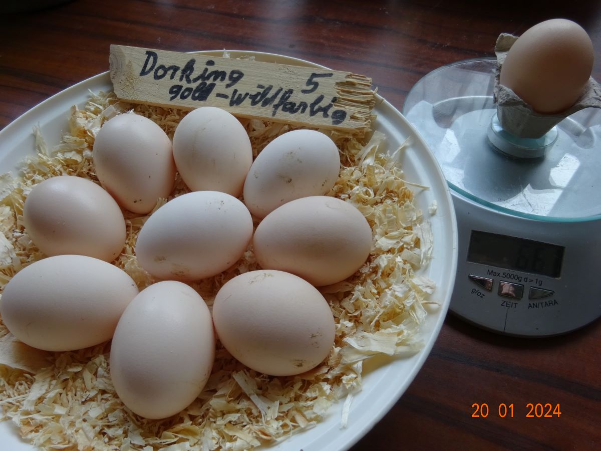 Dorking gold wildfarbig Bruteier Zuchtstamm 5, 20.01.2024