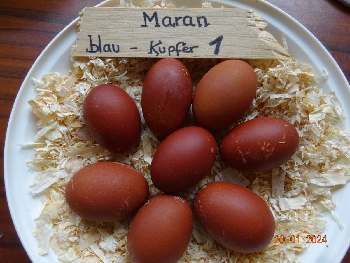 Maran blau kupfer Bruteier, Januar 2024