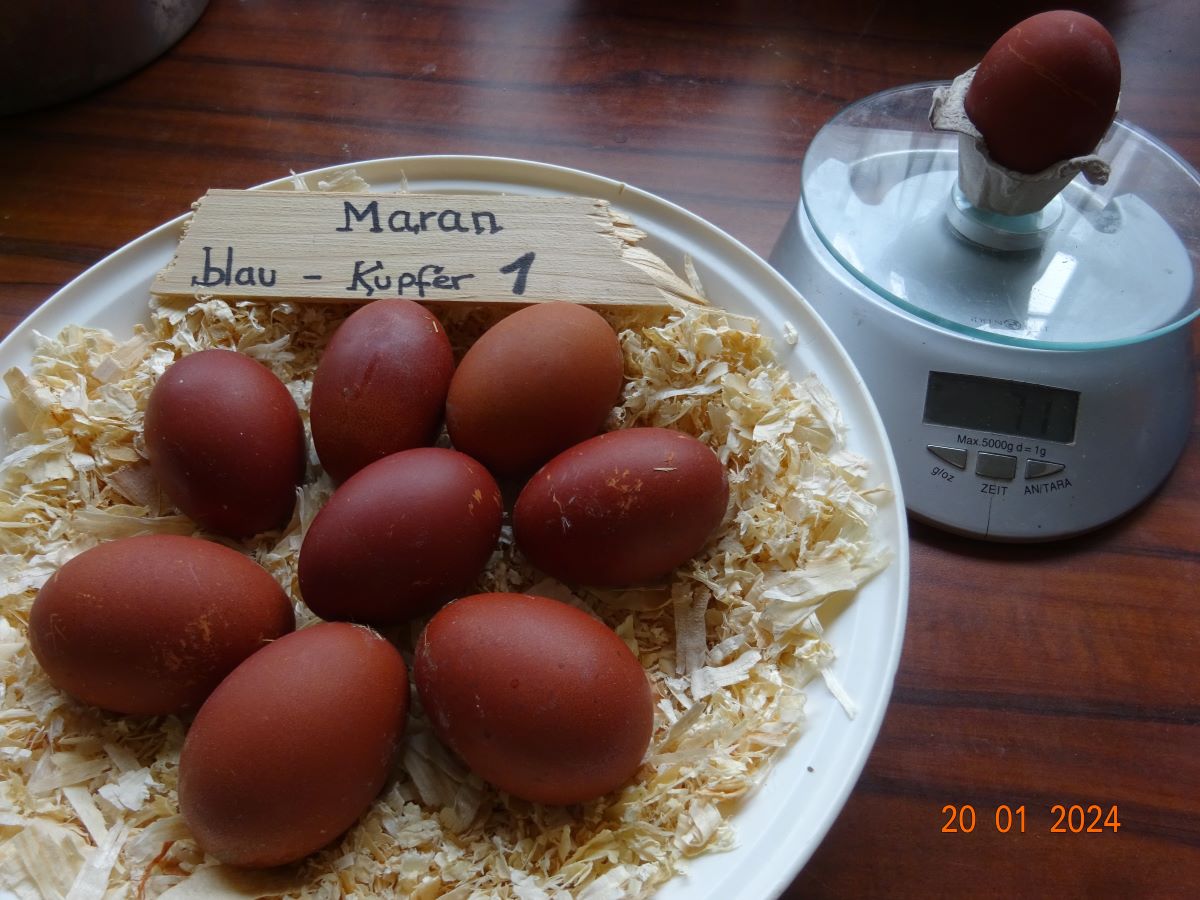 Maran blau kupfer Bruteier Zuchtstamm 1, 20.01.2024