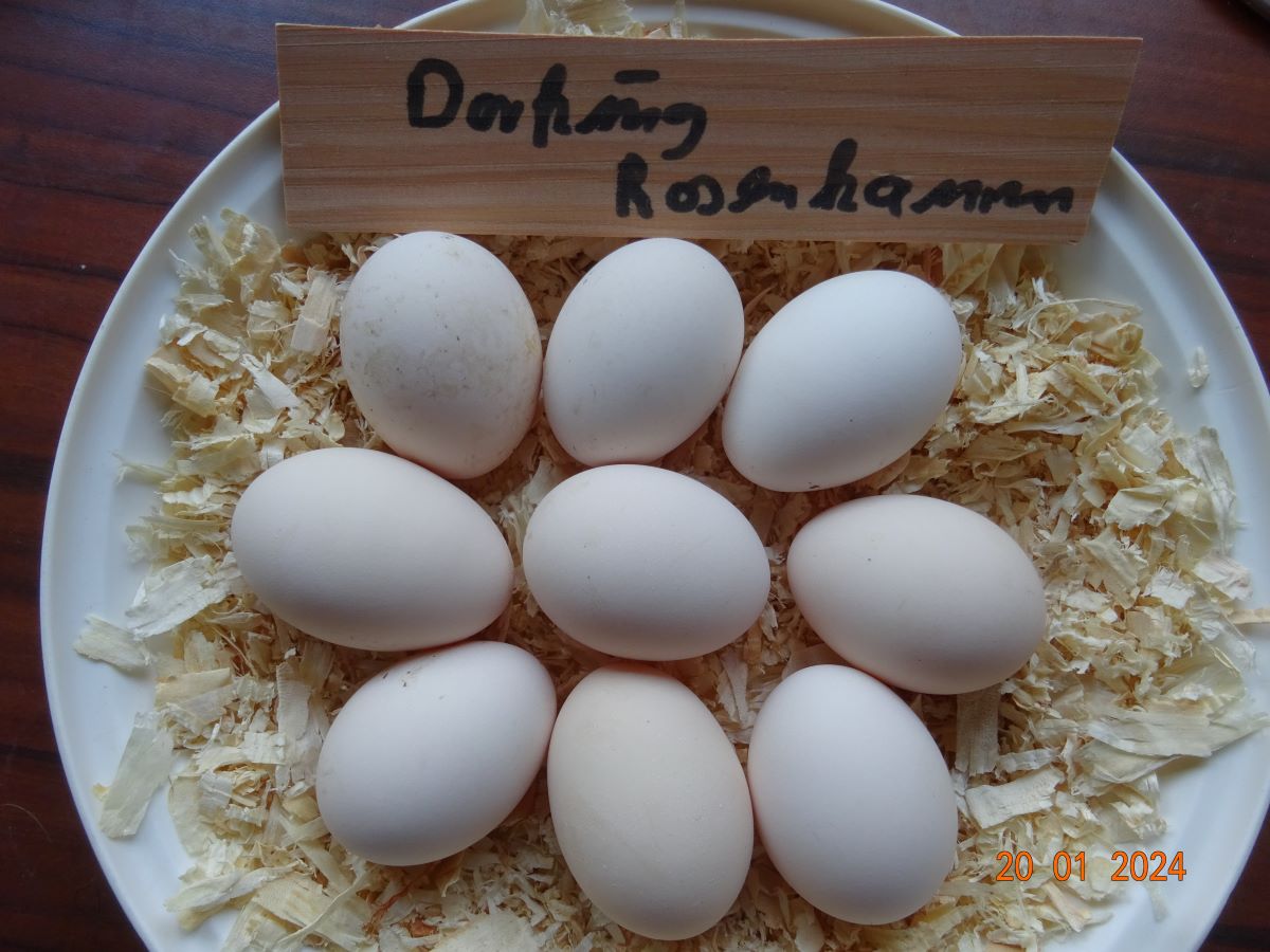 Dorking gold wildfarbig mit Rosenkamm Bruteier, Januar 2024