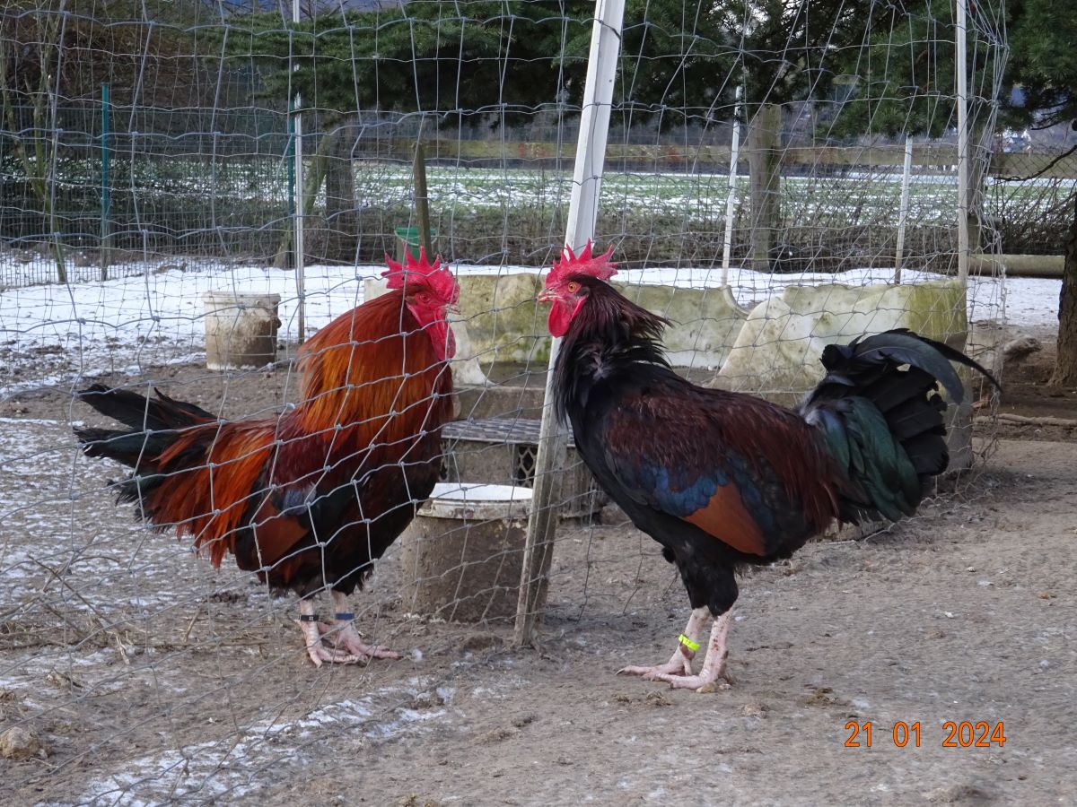 Dorking goldhalsig Zuchthahn & Dorking gold wildfarbig Junghahn, Januar 2024