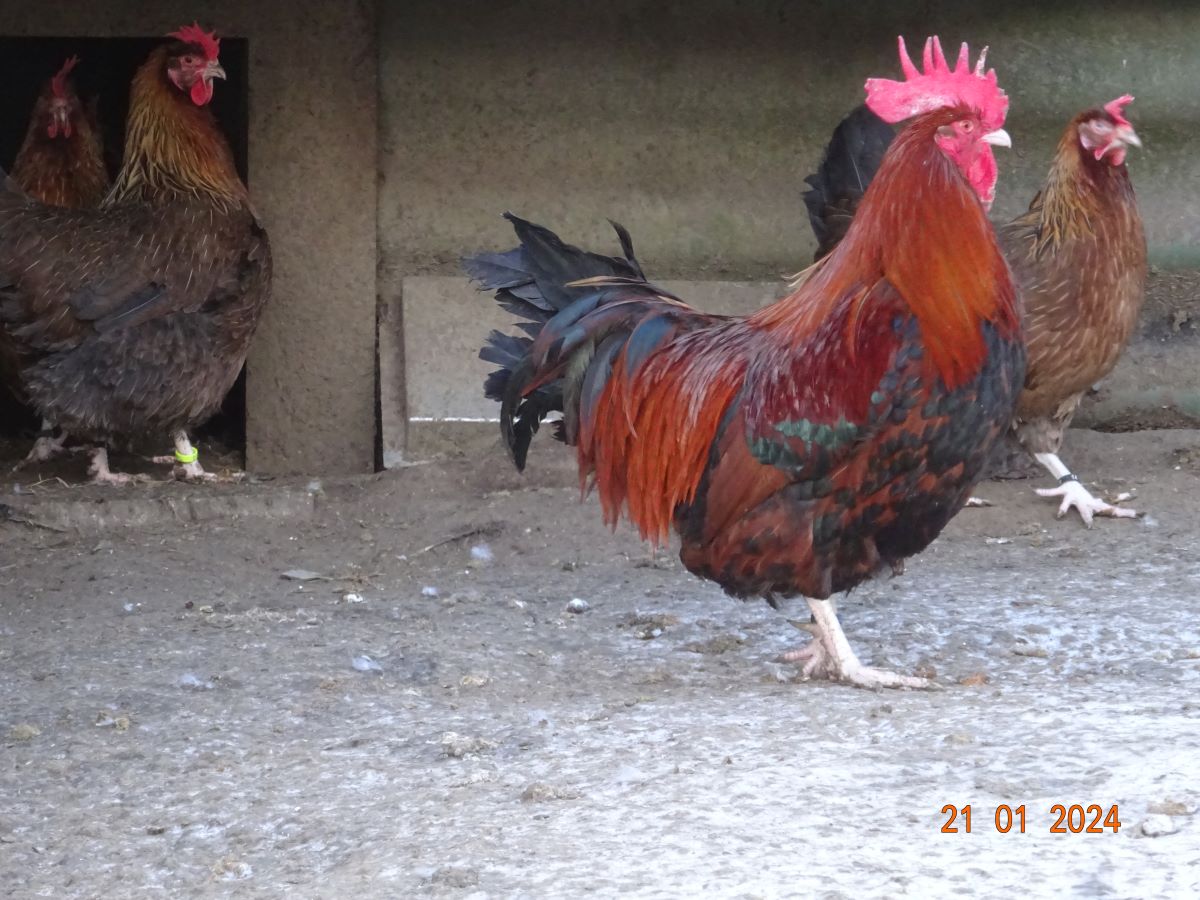 Dorking goldhalsig, Januar 2024