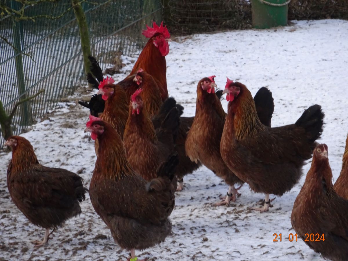 Dorking goldhalsig, Januar 2024