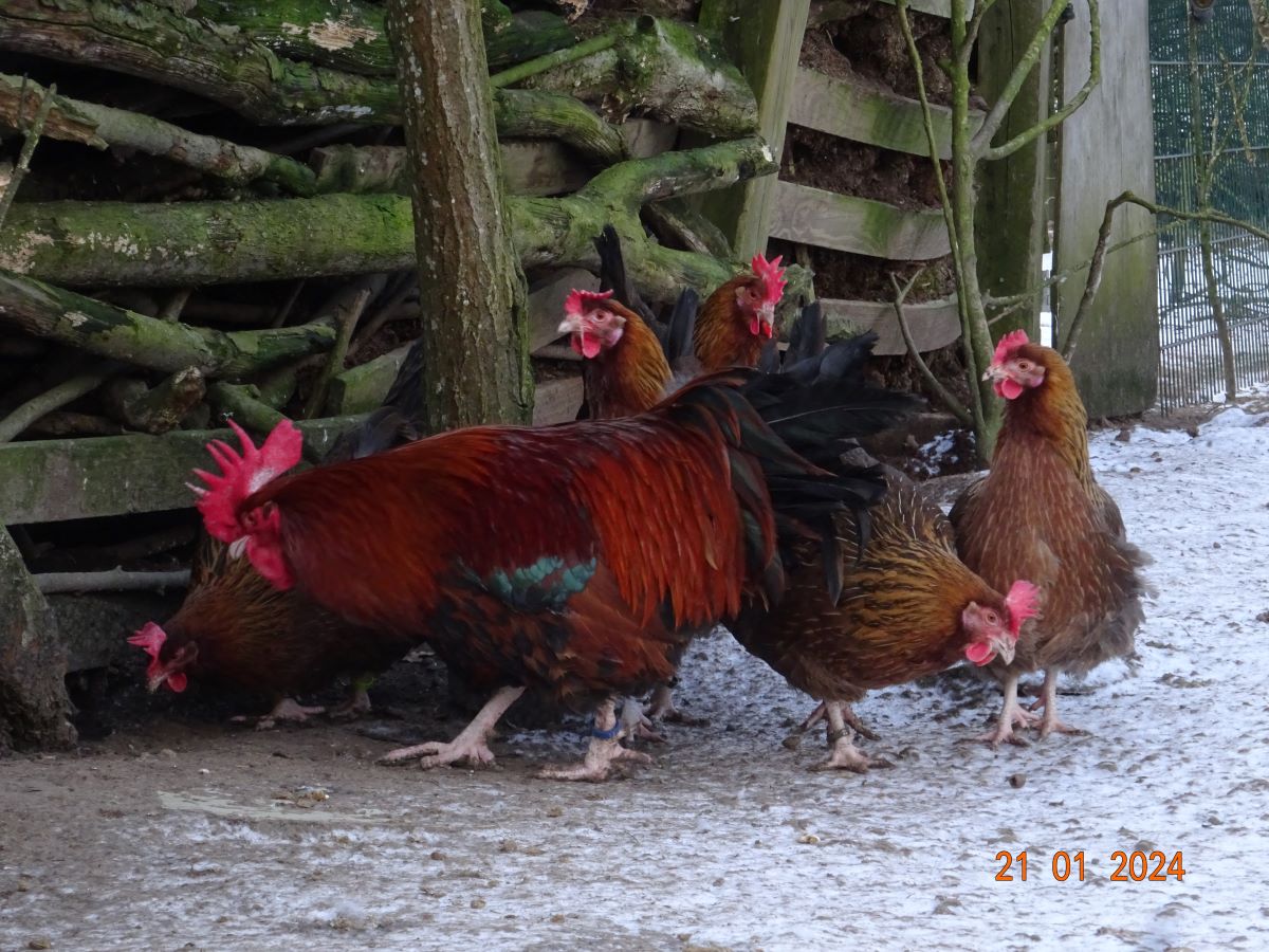 Dorking goldhalsig, Januar 2024