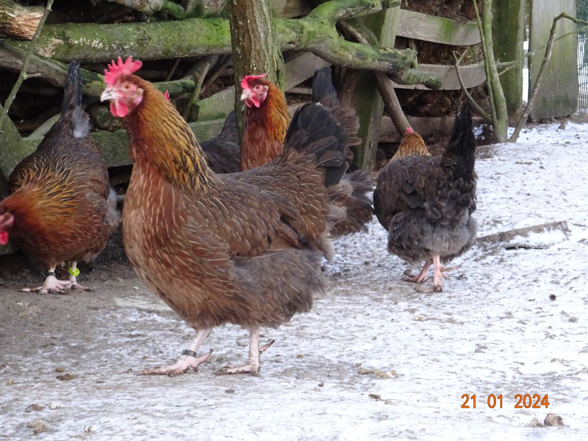 Dorking goldhalsig, Januar 2024