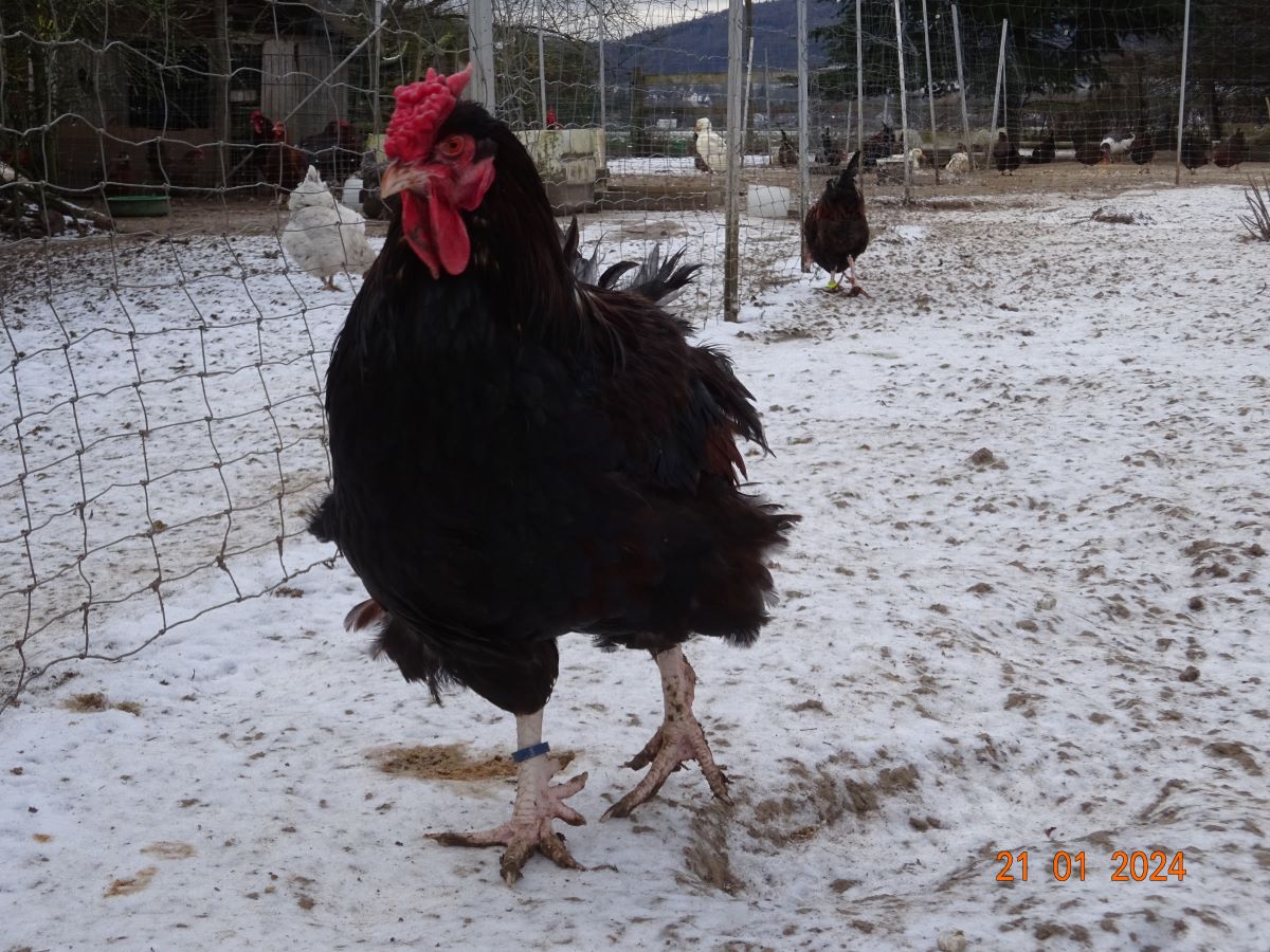 Dorking gold wildfarbig mit Rosenkamm, Januar 2024