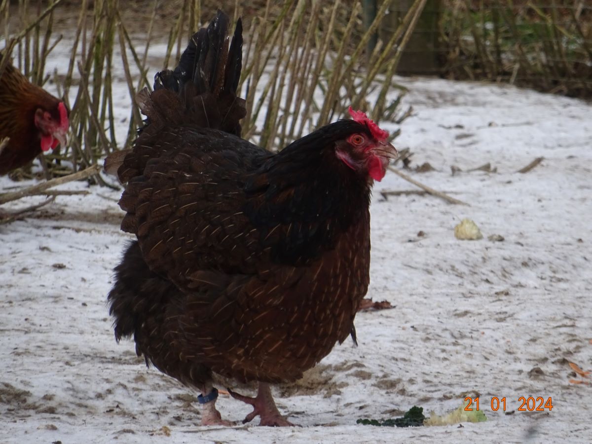 Dorking gold wildfarbig mit Rosenkamm, Januar 2024