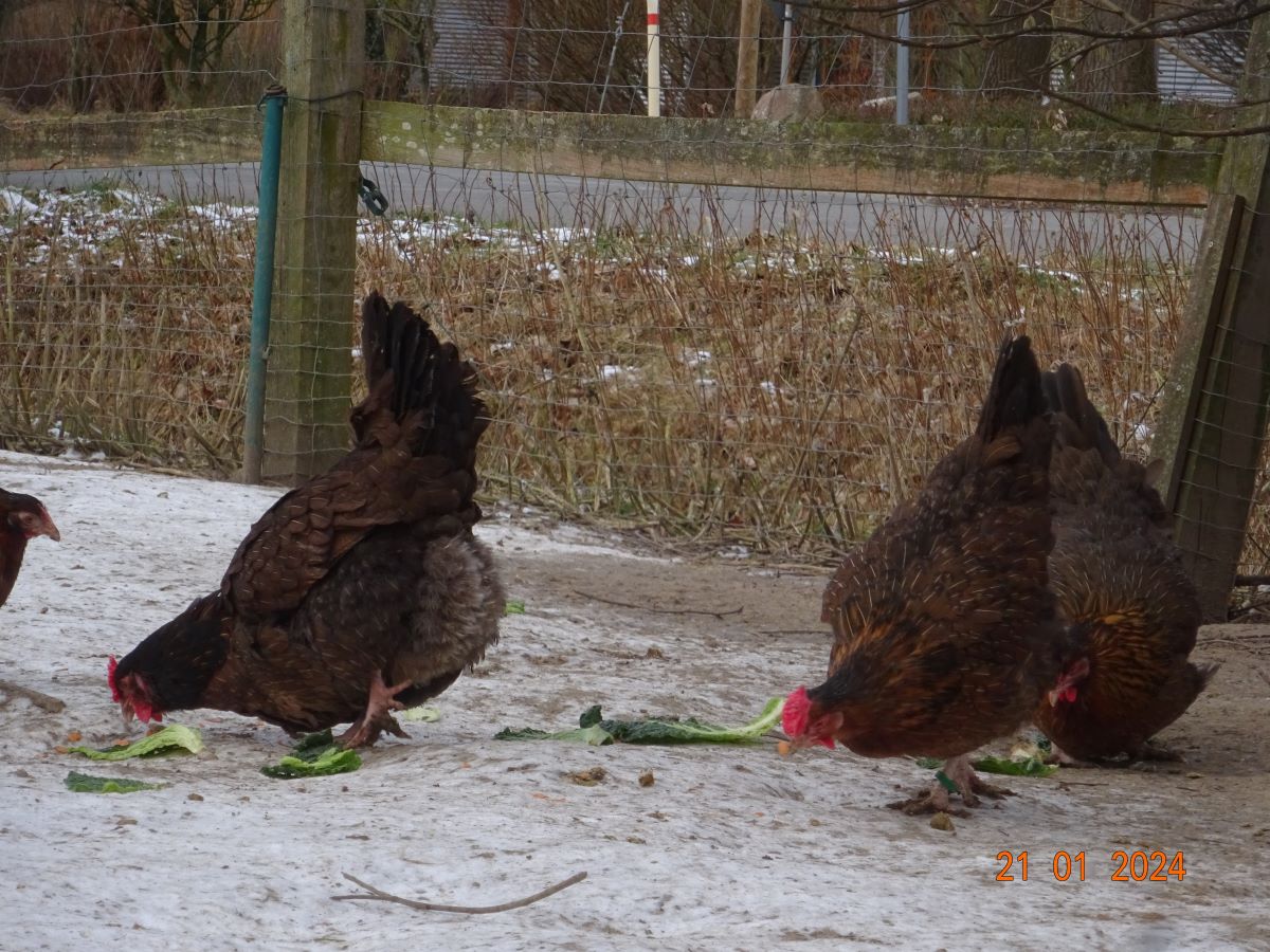 Dorking gold wildfarbig mit Rosenkamm, Januar 2024