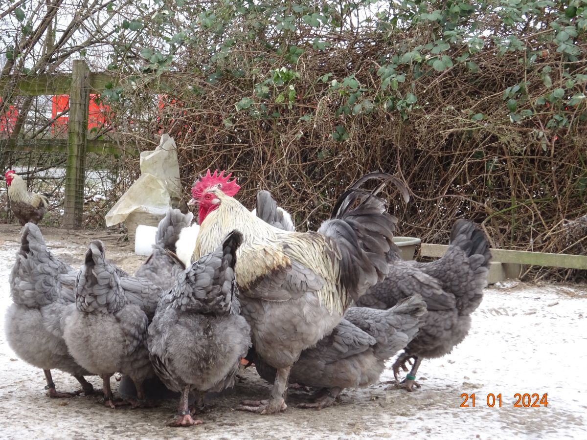 Maran blau silber, Januar 2024