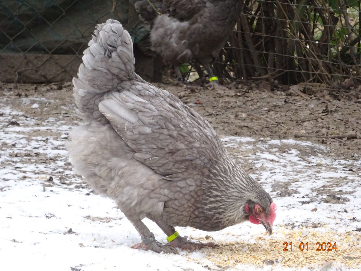 Maran blau silber Junghenne, Januar 2024