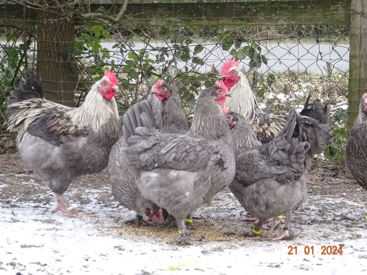 Maran blau silber Junghahn & Junghennen, Januar 2024