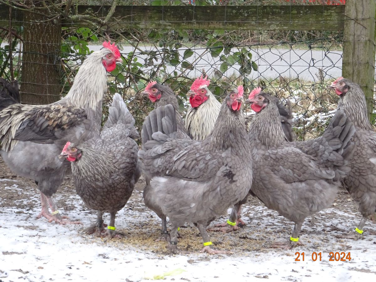 Maran blau silber Junghahn & Junghennen, Januar 2024